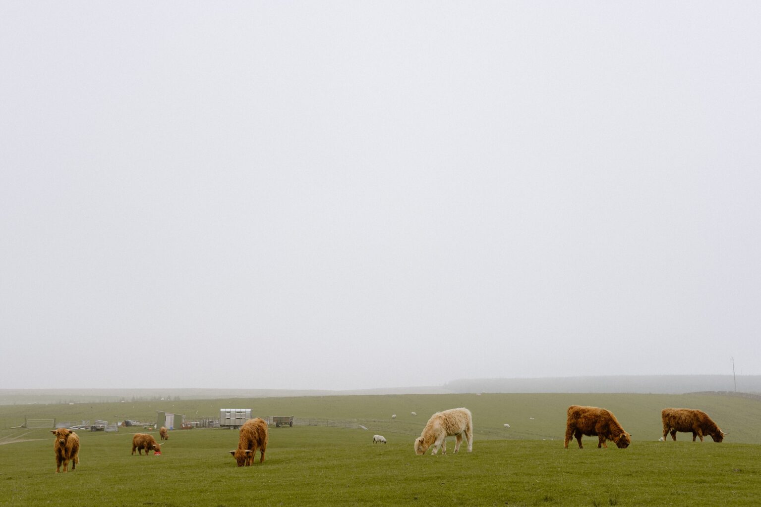 view of highland cows grazing outside barn wedding venues west lothian scotland on a foggy spring morning