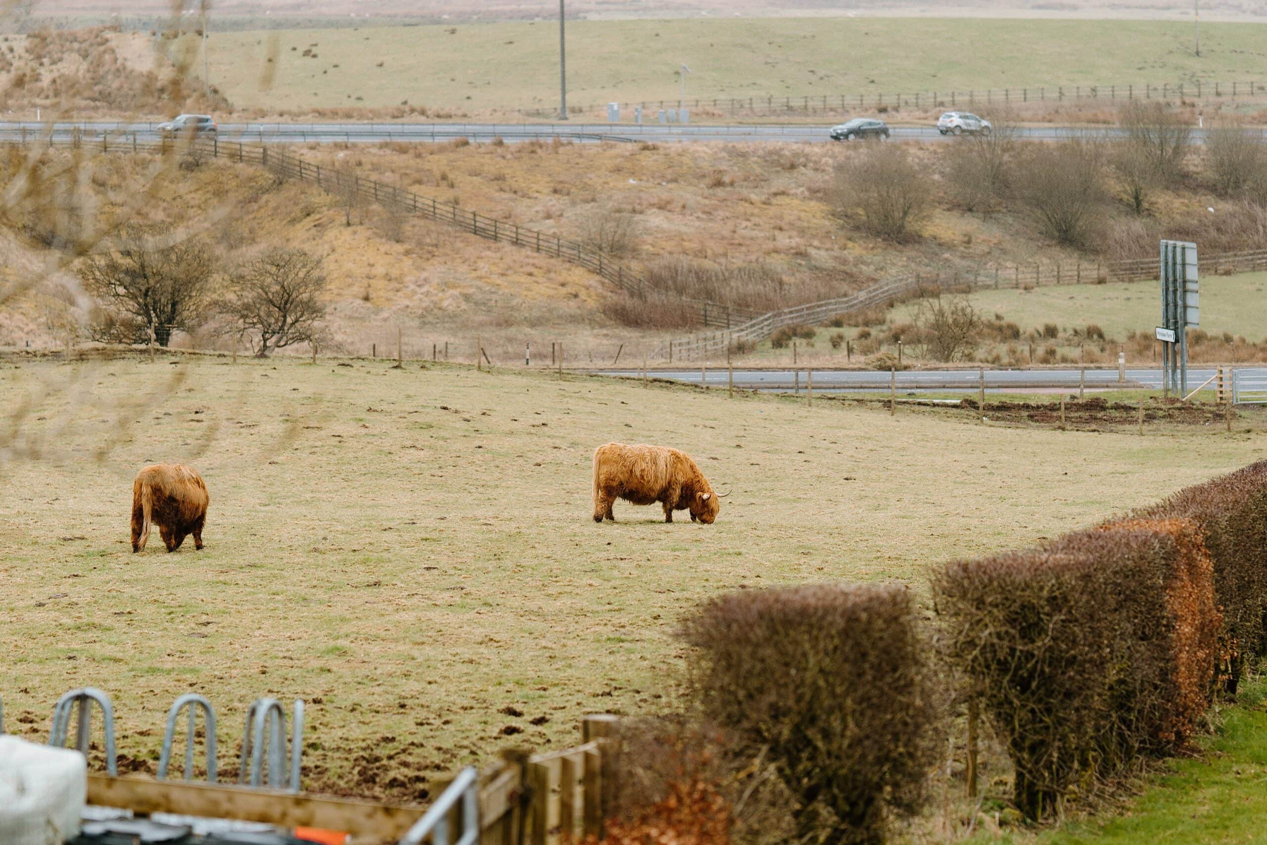highland cows grazing in a field outside farm wedding venues near glasgow in scotland
