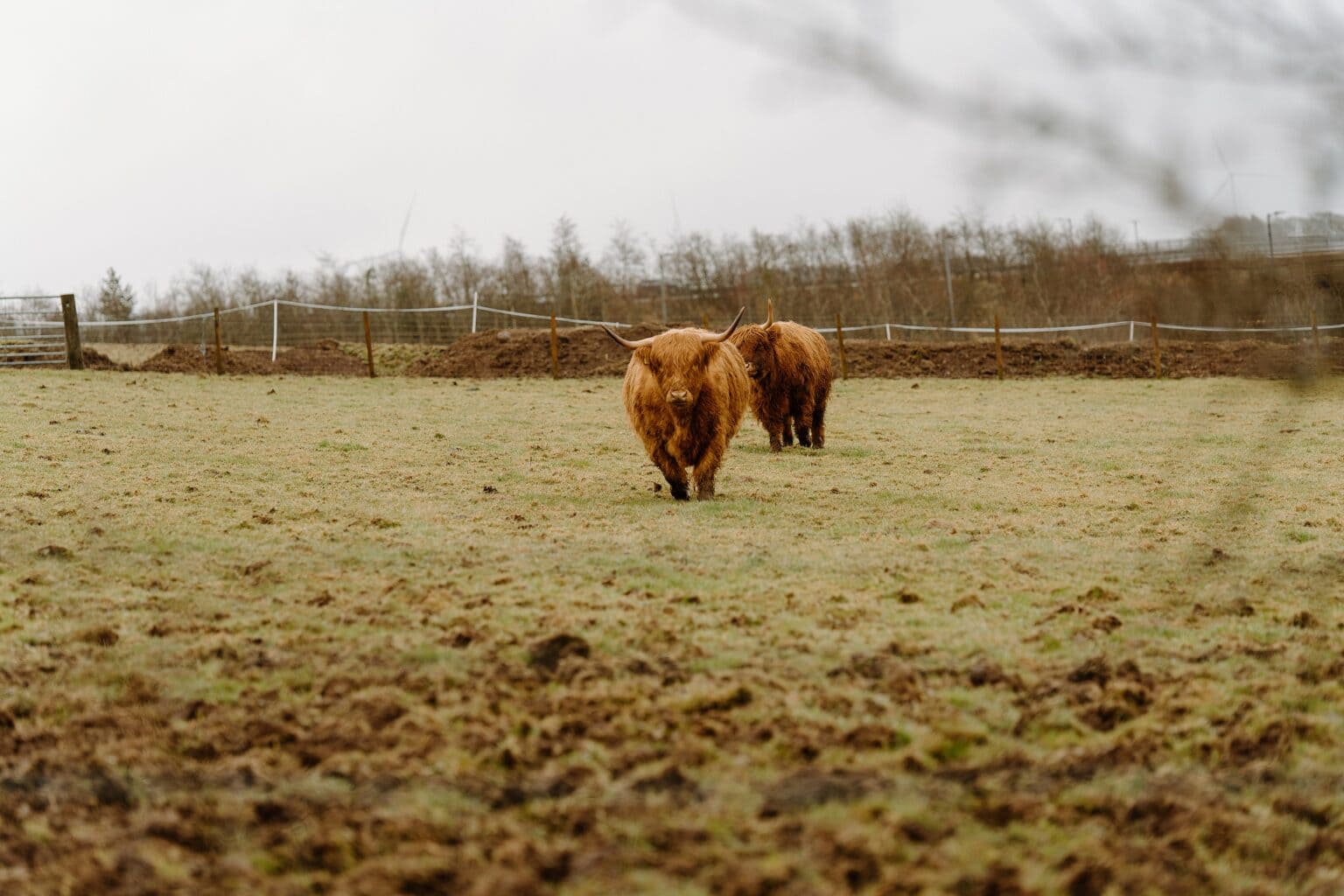 highland cows in a field outside farm wedding venues near glasgow in scotland