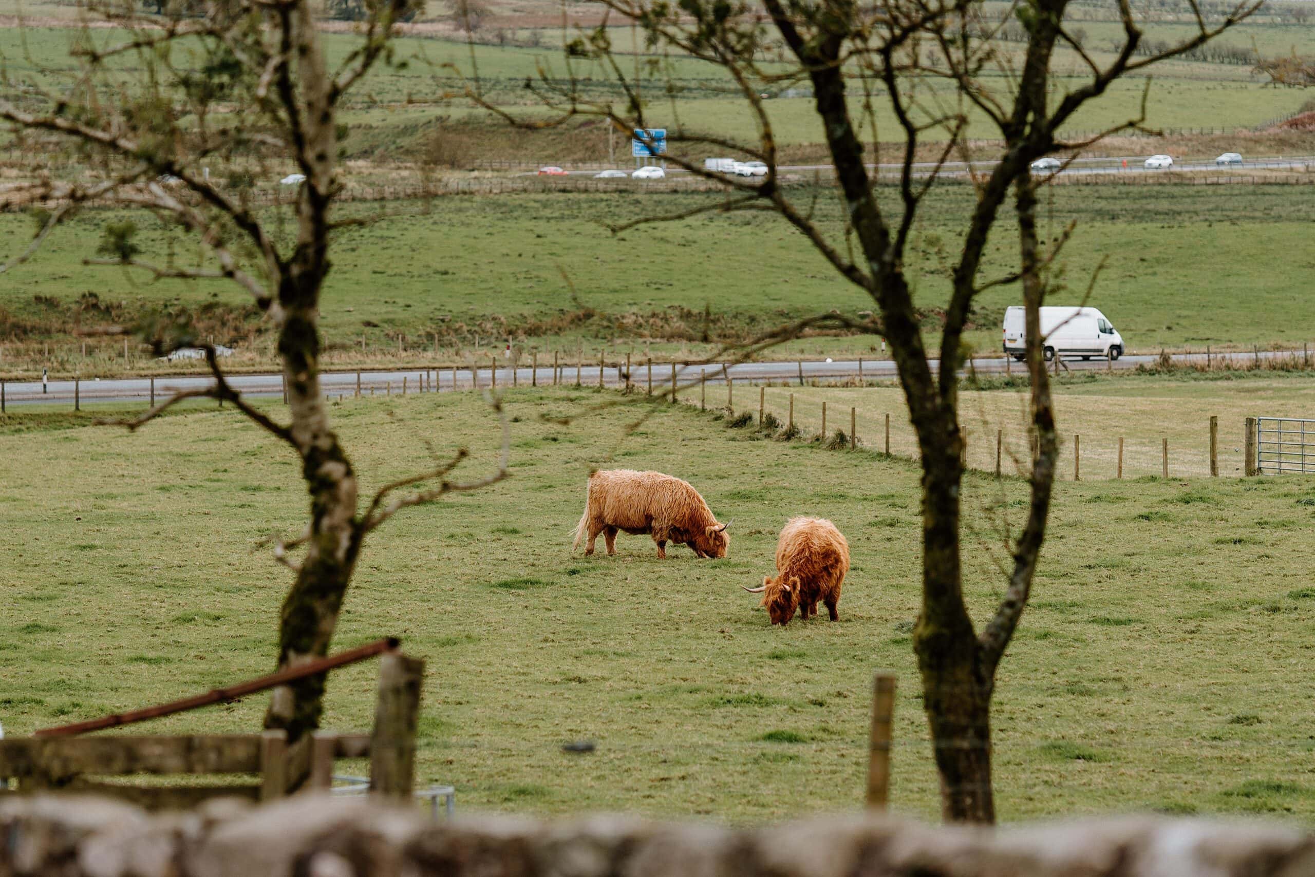 view of fields and highland cows outside harelaw farm wedding venue fenwick scotland