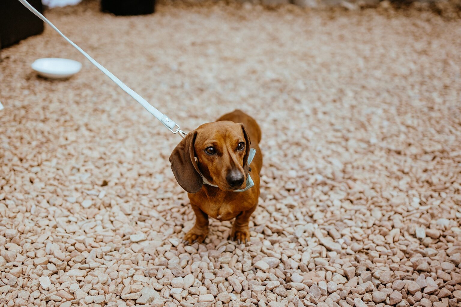 brown sausage dog with bow tie in courtyard colstoun house wedding unique venues scotland unique wedding venue scotland